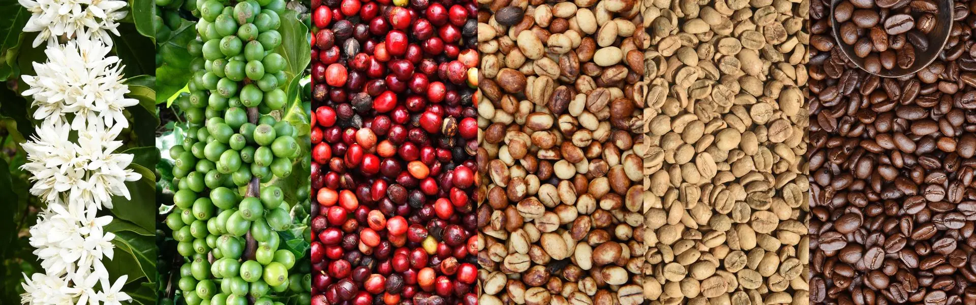 Featured image from the about the authors section of the coffeegeek.fr blog